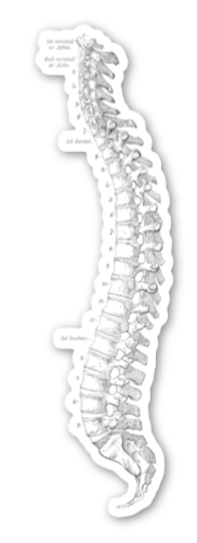 Anatomical Spine Sticker